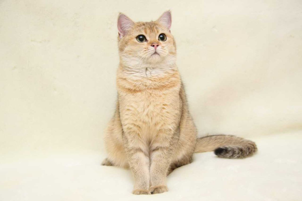 Тикированный окрас Мейн куна