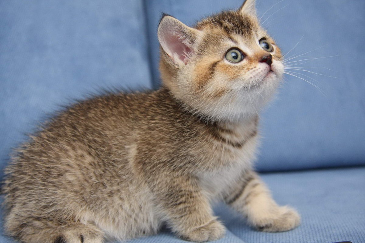 Нибелунги Мейн кун