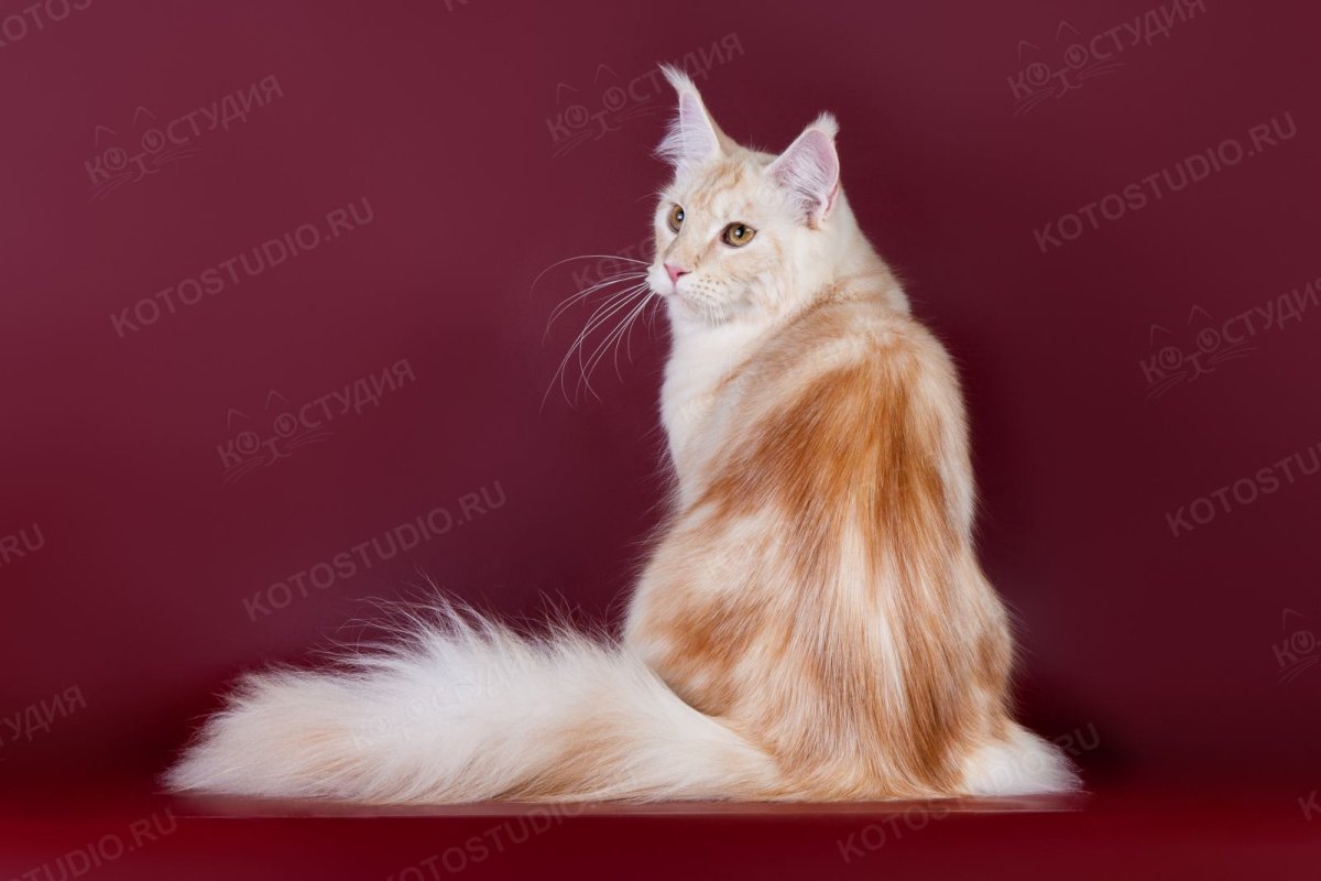 Британская Золотая шиншилла