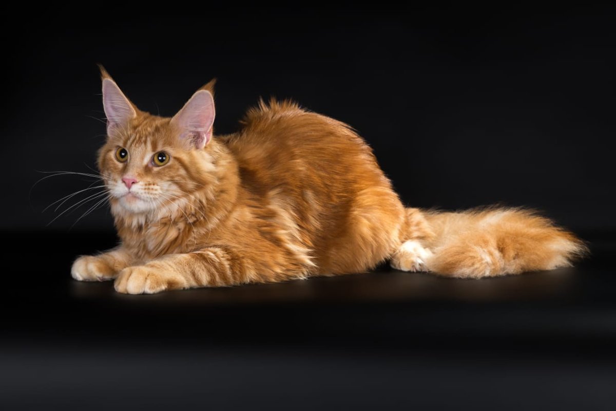 Кошка Мейн кун