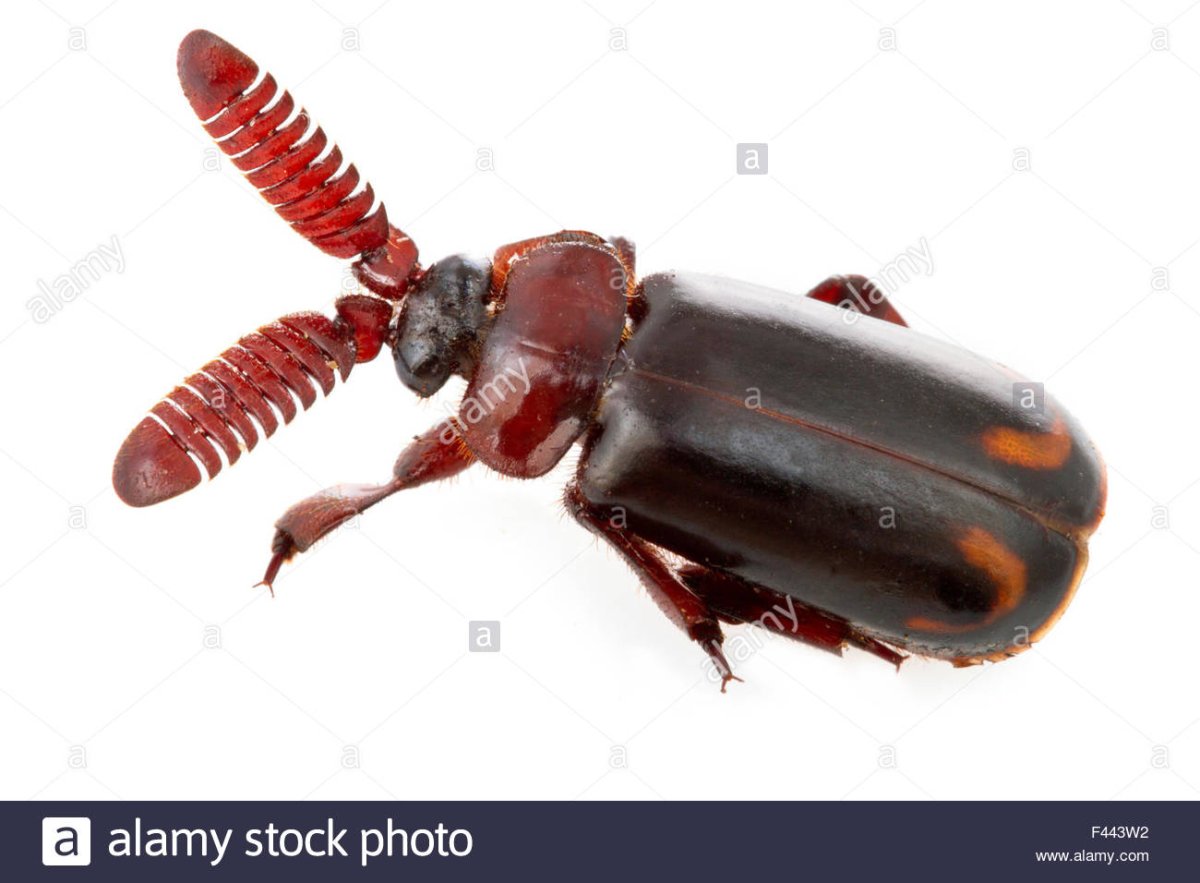 Жук Мозамбик