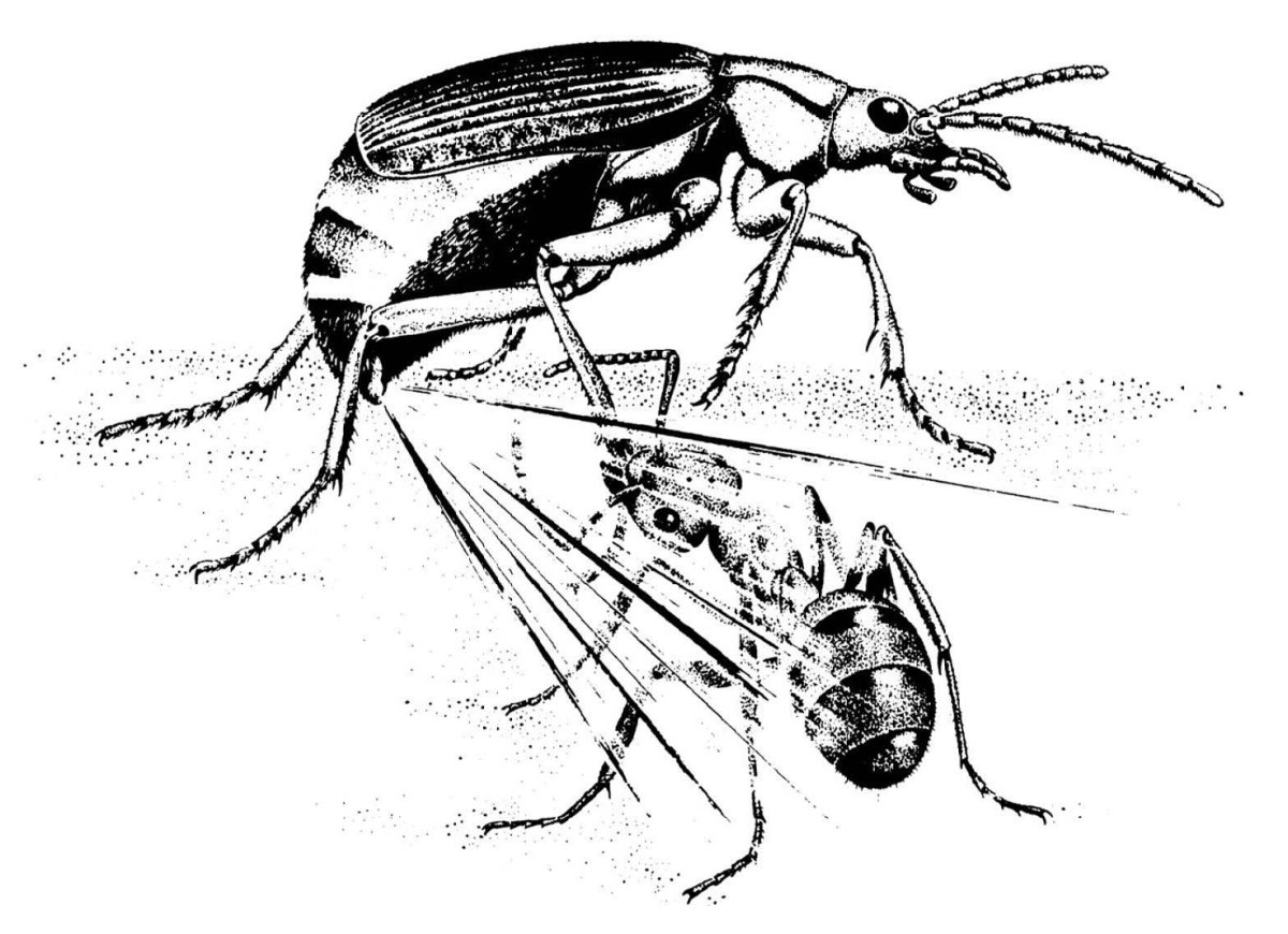 Строение жука бомбардира