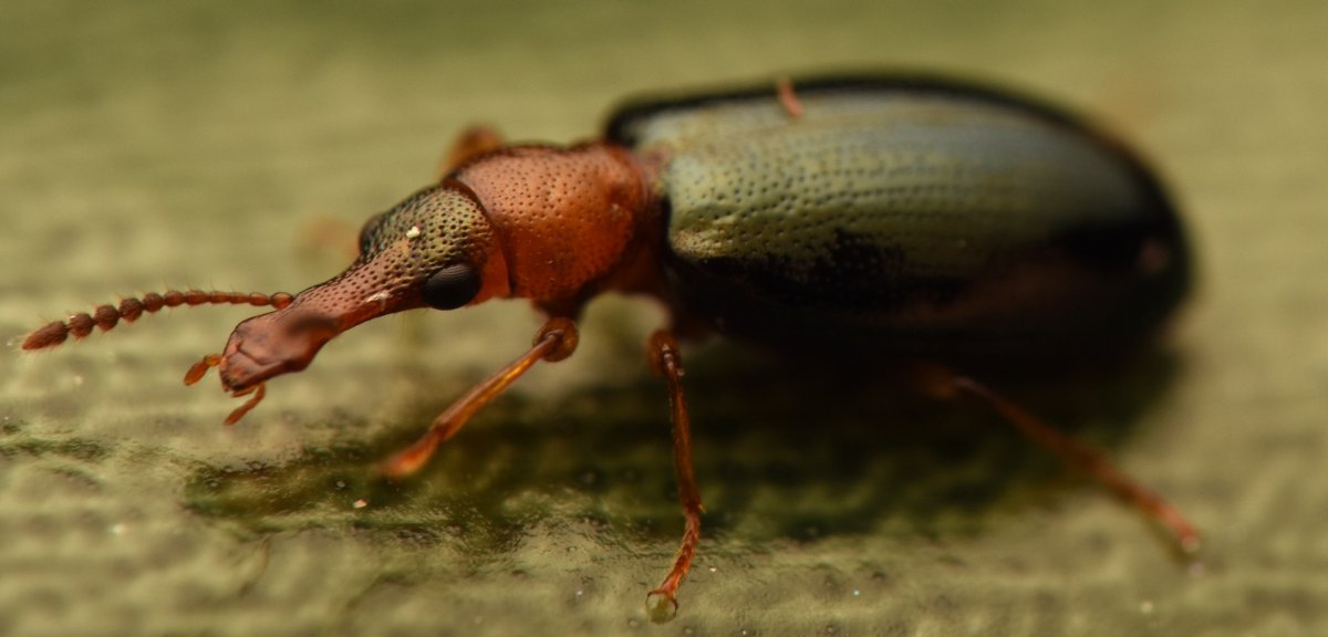 Жужелицы Пауссины