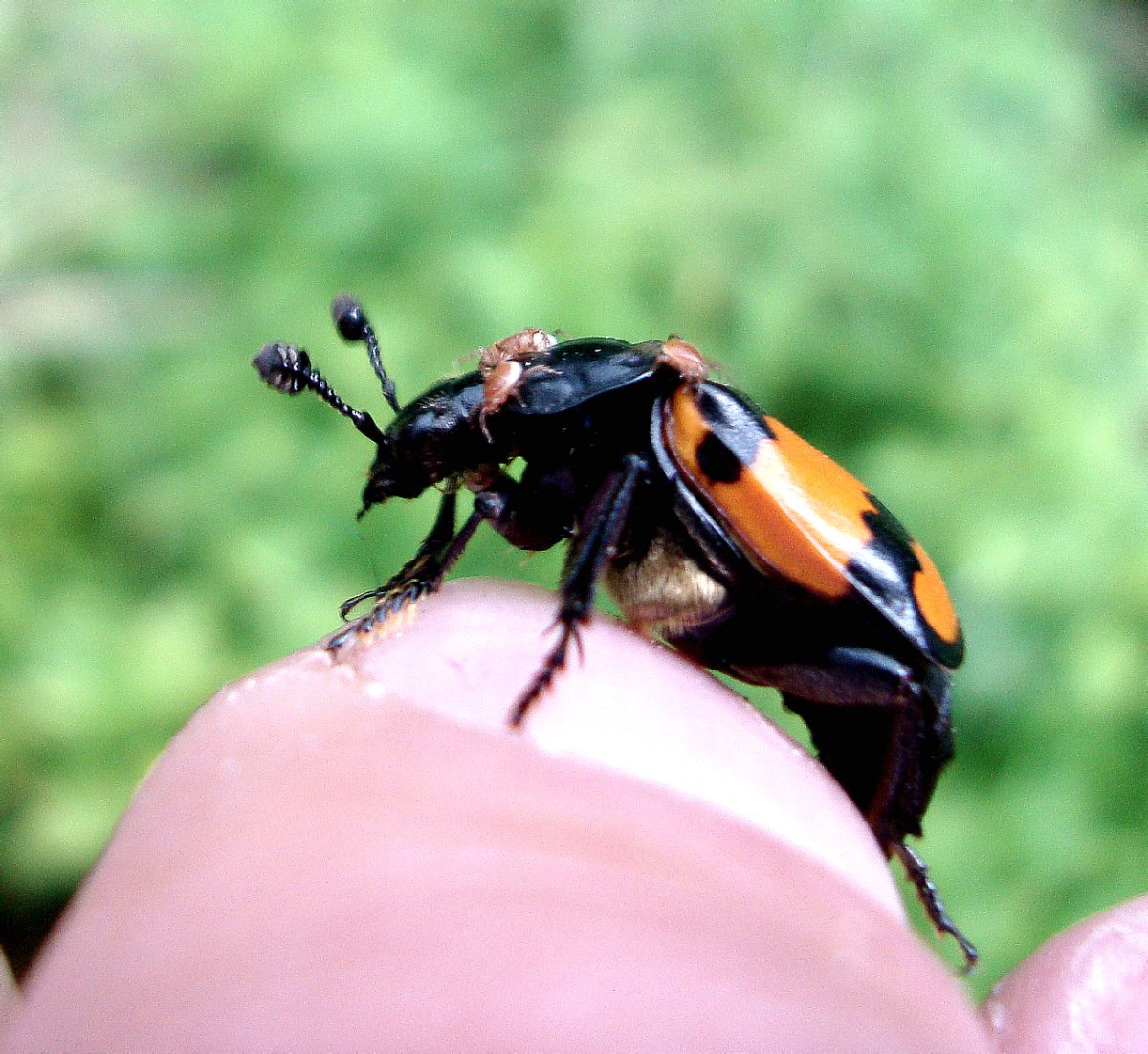 Могильщик-исследователь Nicrophorus Investigator Zetterstedt