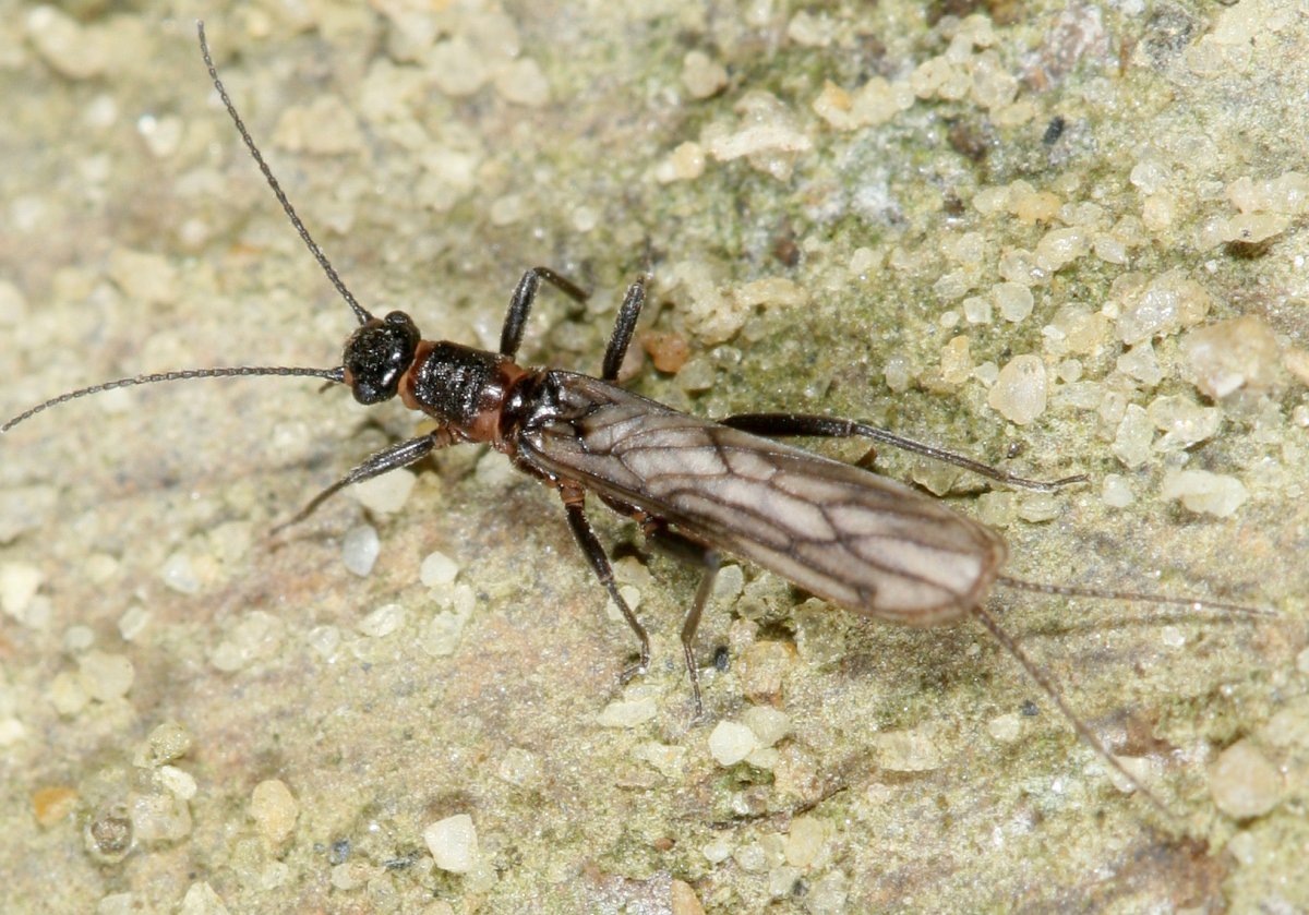 Allocapnia pygmaea