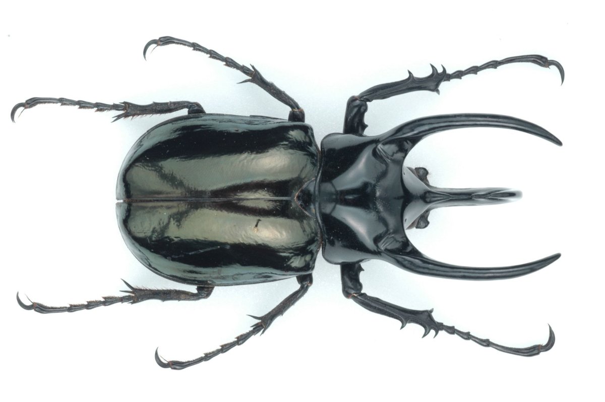 Chalcosoma Atlas butonensis
