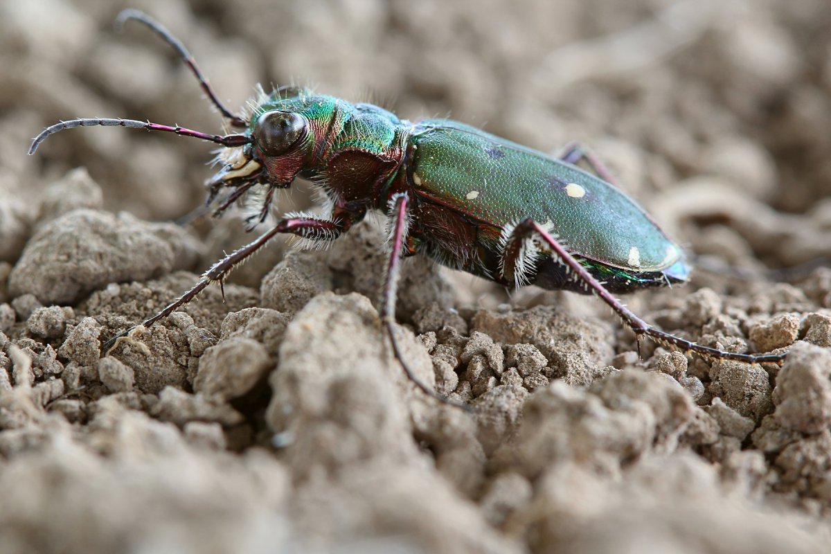 Скакун полевой Cicindela Campestris