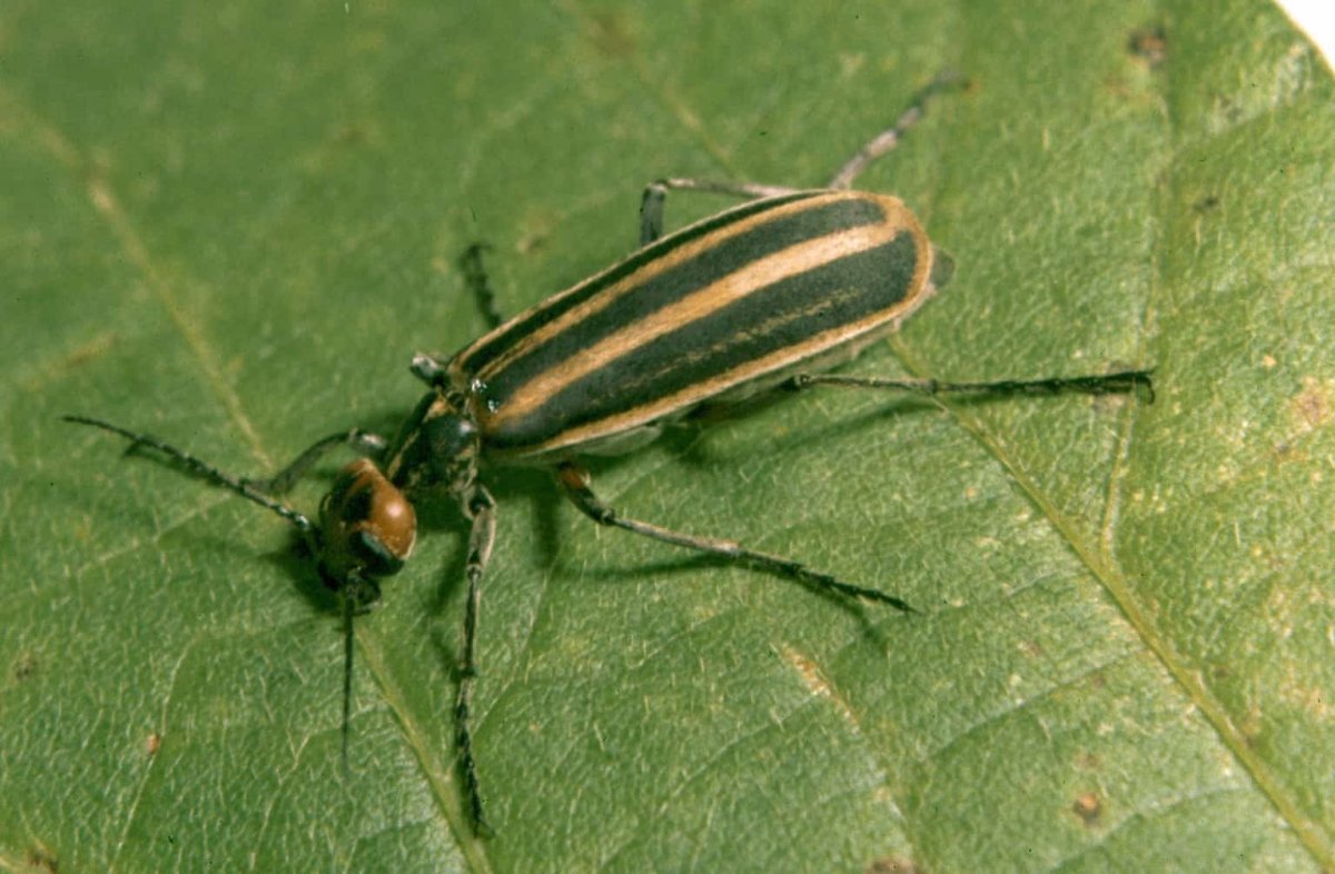 Полосатое длинное насекомое