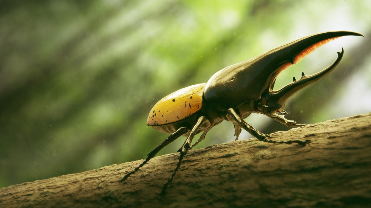 Жук Геркулес в Южной Америке