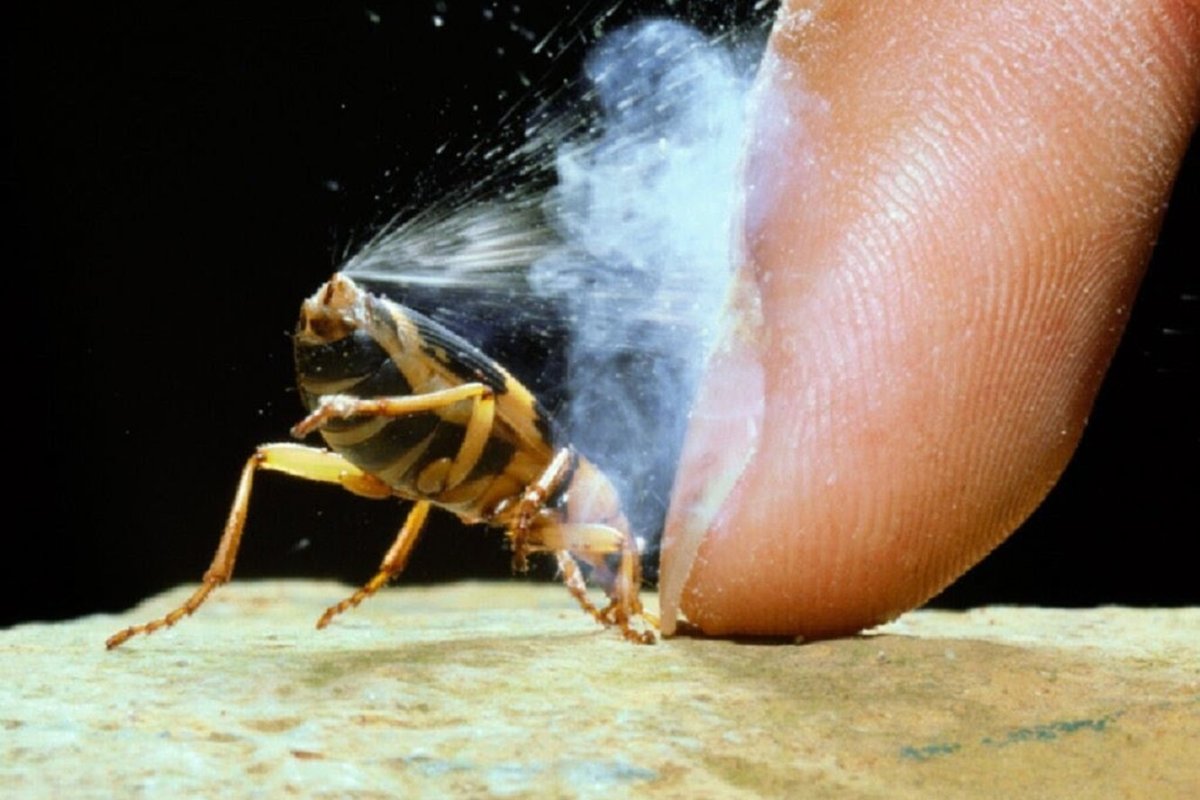 Жук бомбардир