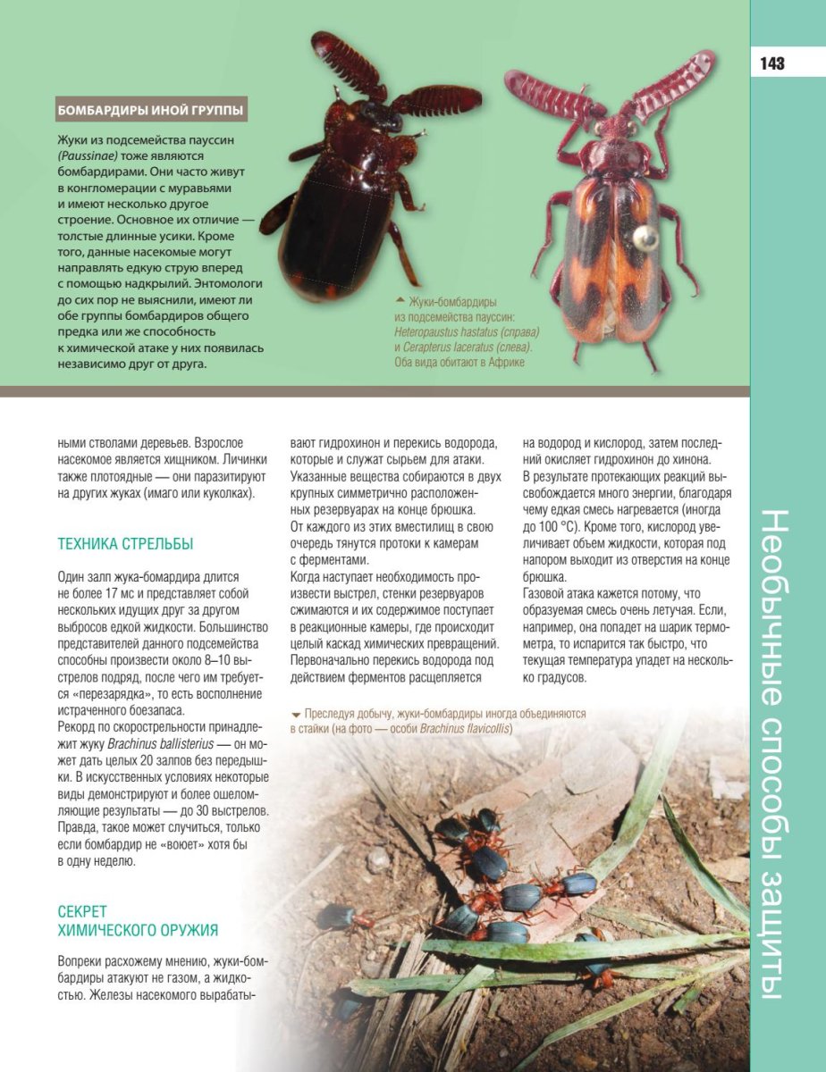 Где живёт Жук бомбардир