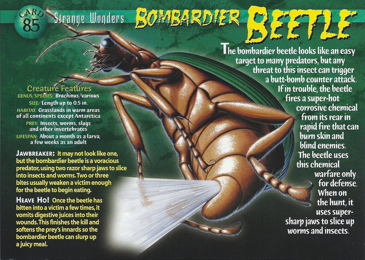 Жук бомбардир кислота