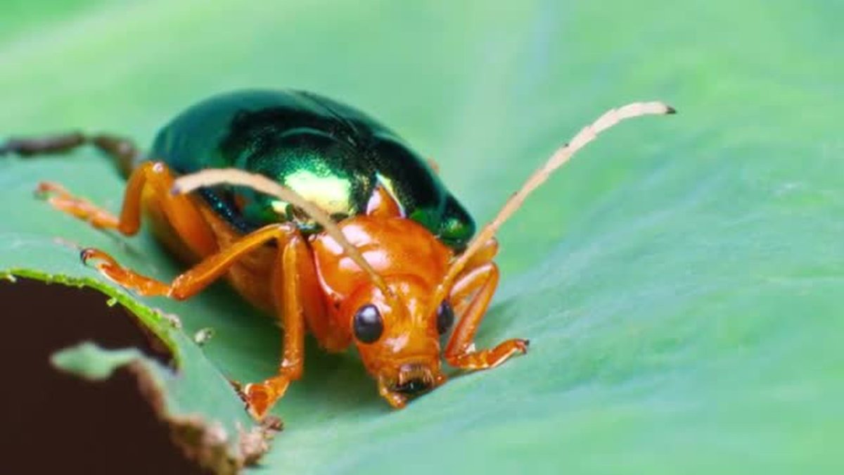 Личинка жука бомбардира