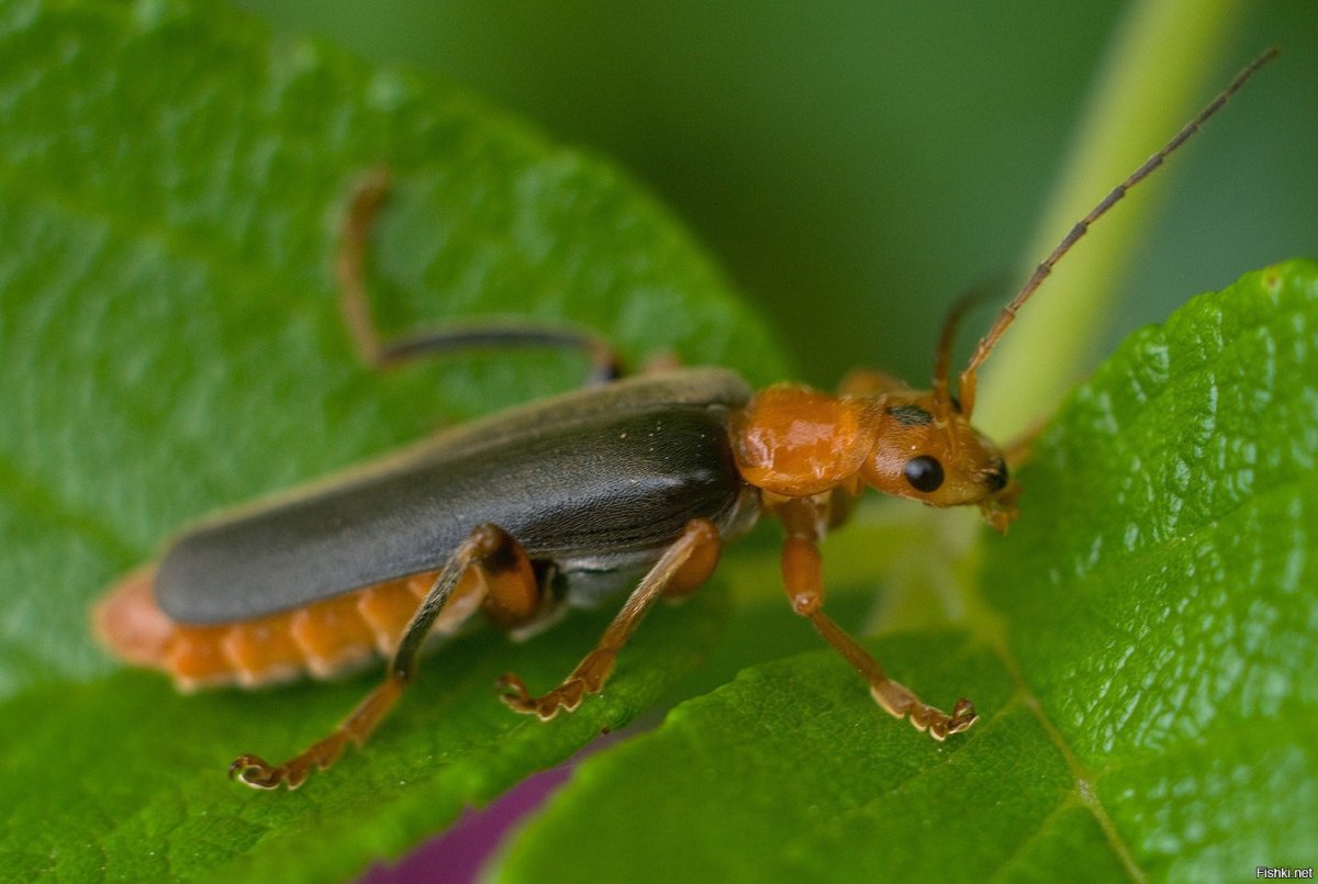 Жук морковник
