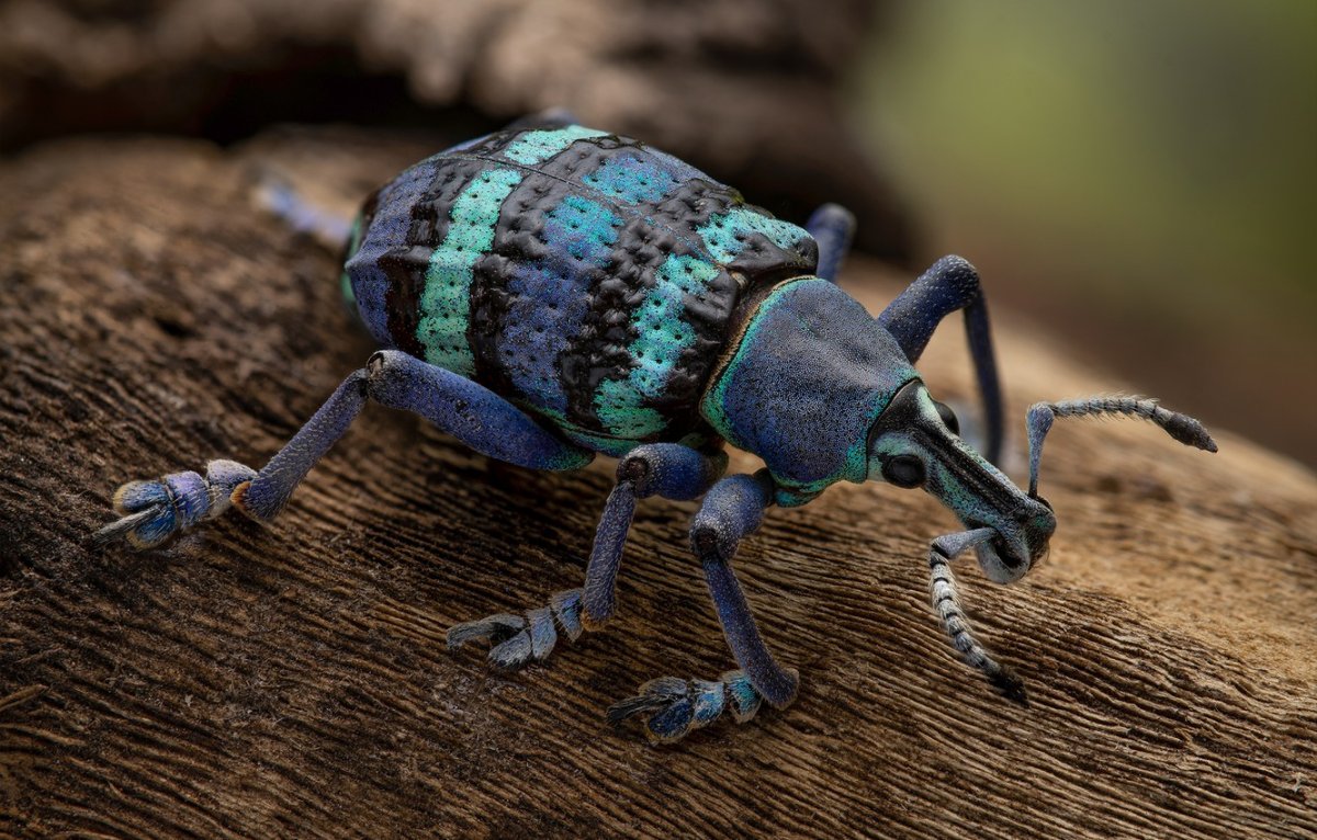 Полосатый Жук Пискун