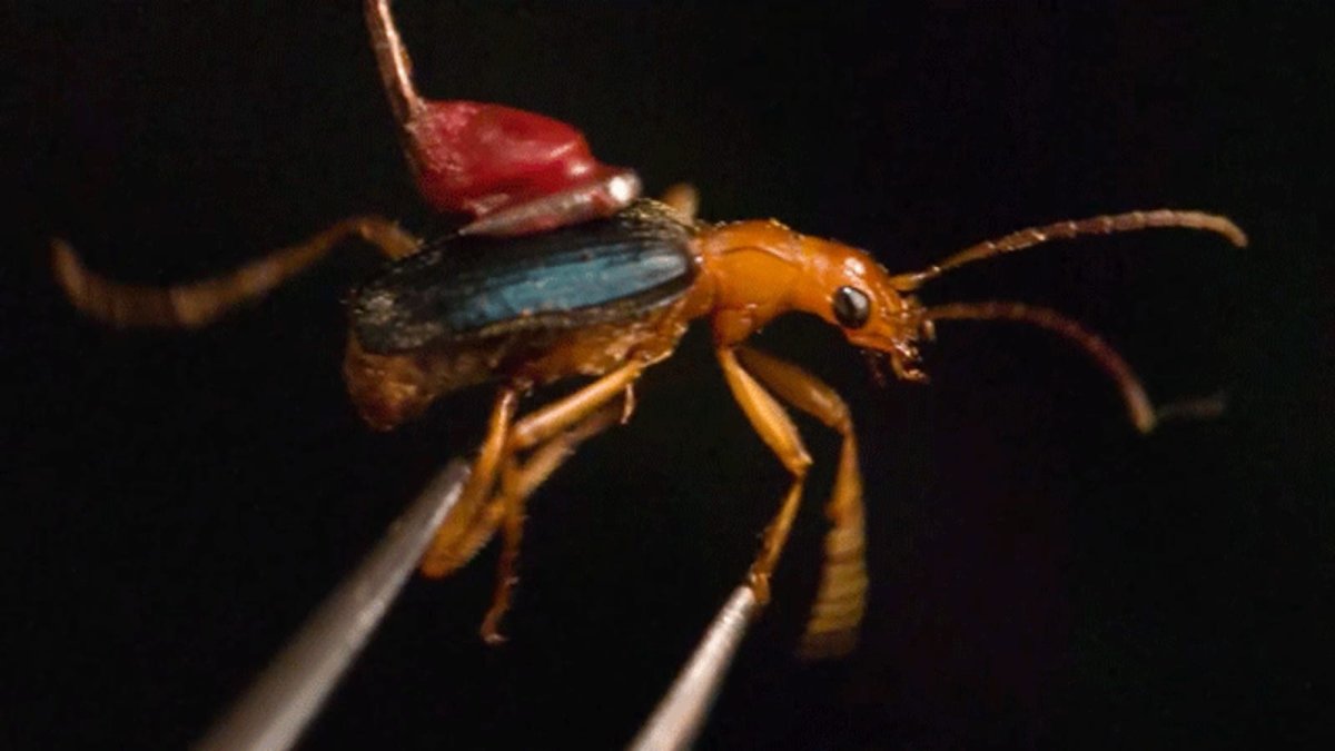 Жук-бомбардир защищается