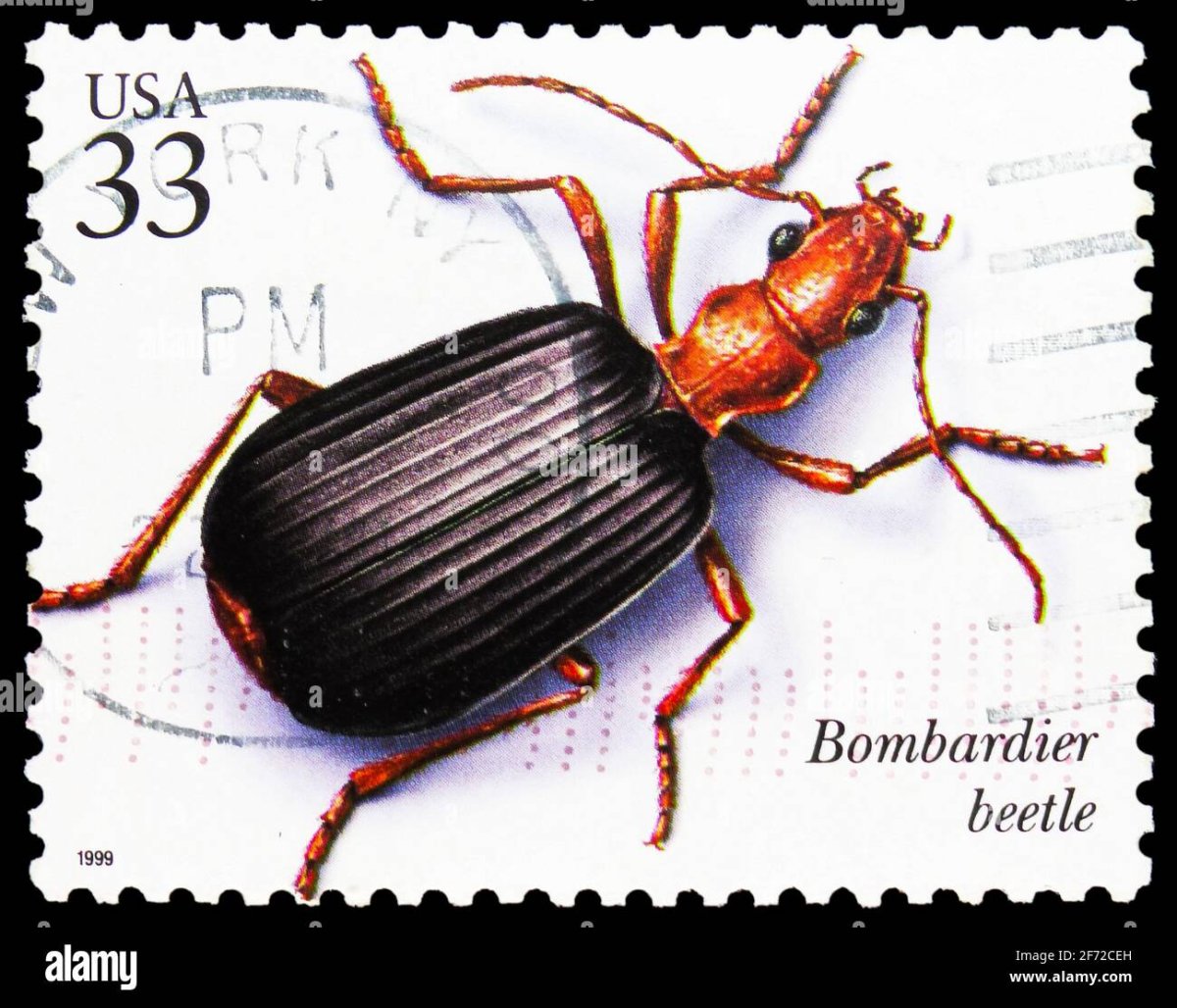 Pathfinder гигантский Жук бомбардир