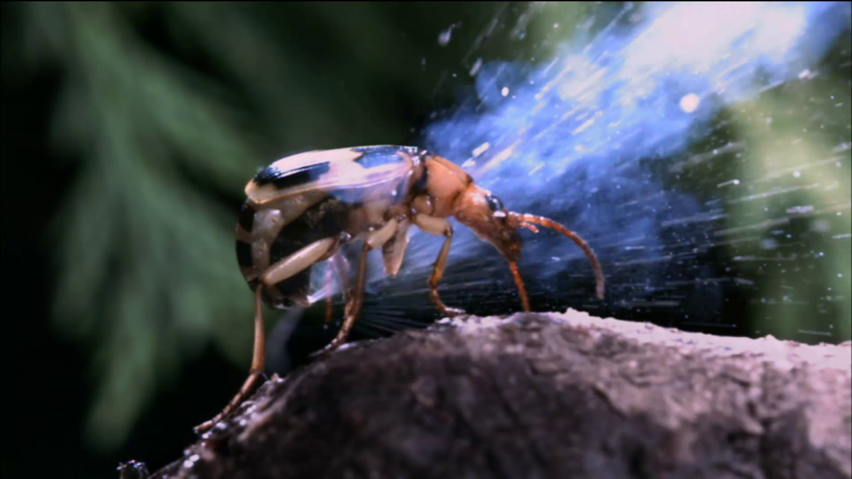 Мадагаскар остров насекомые