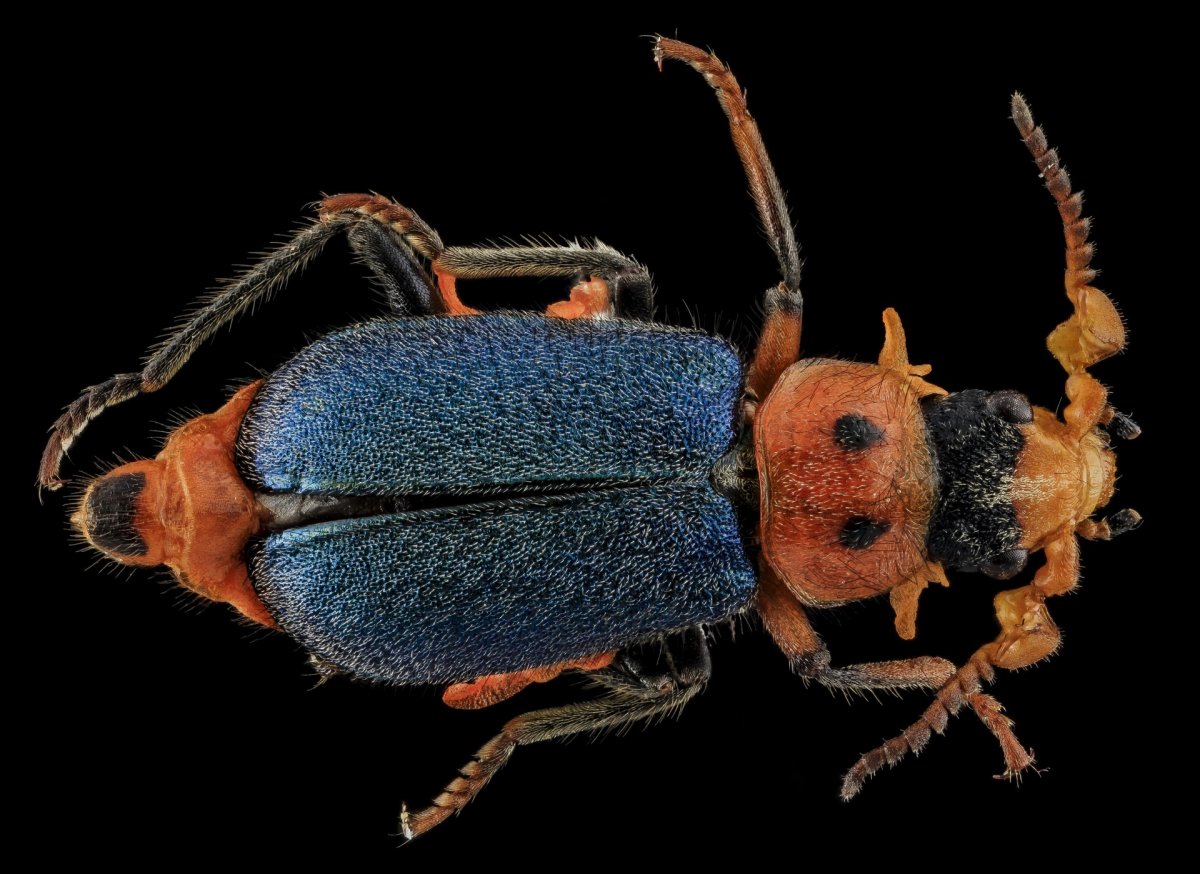 Жук бомбардир пятнистый