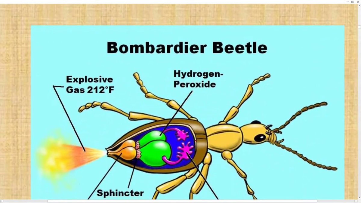 Строение жука бомбардира