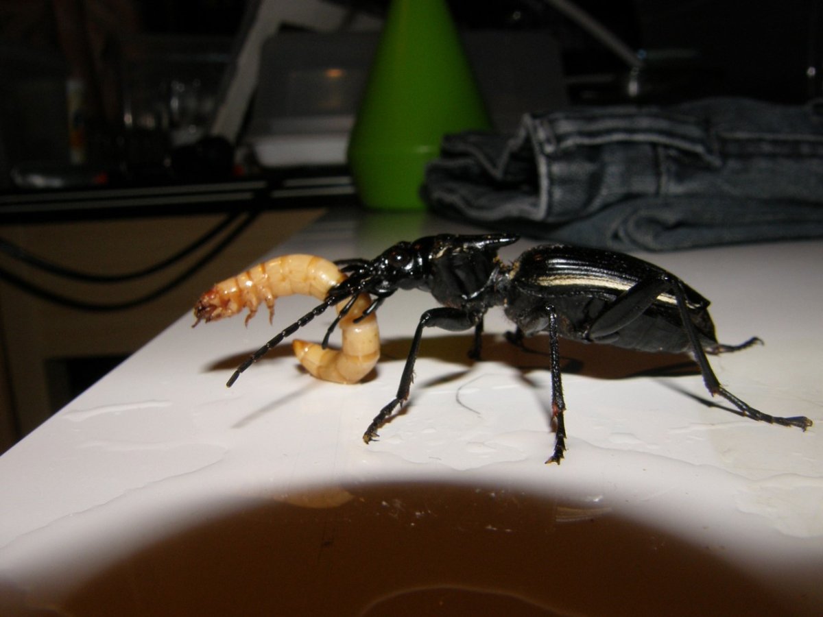 Жуку Актеону (Megasoma Acteon