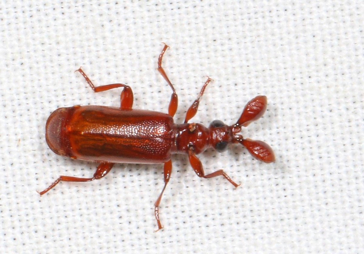 Бомбардир насекомое