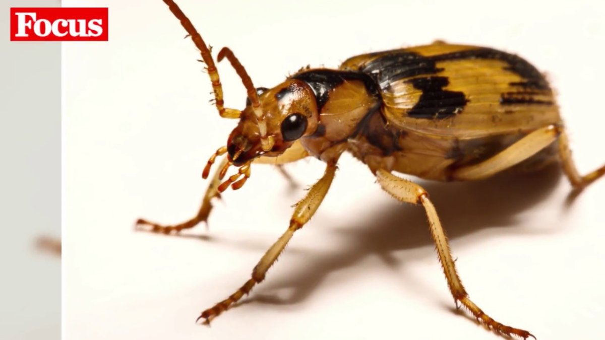 Жук бомбардир на белом фоне