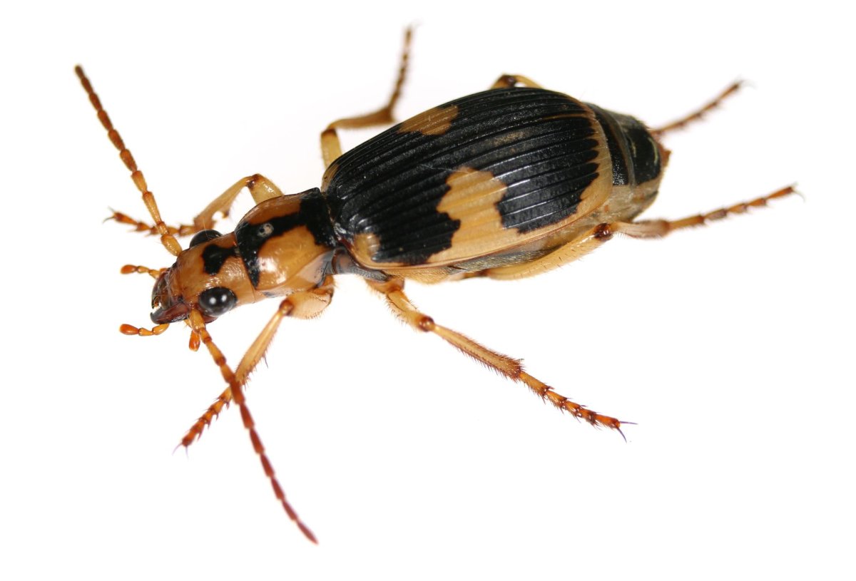 Pheropsophus jessoensis