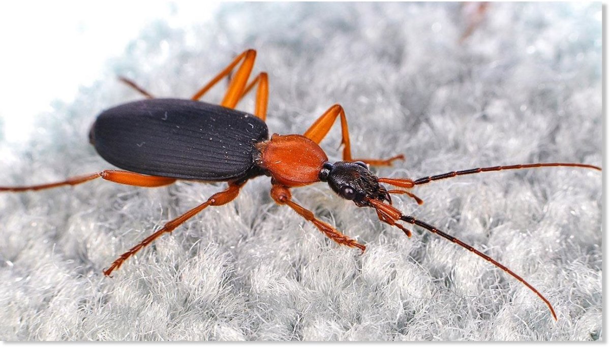 Крымская кольчатая сколопендра