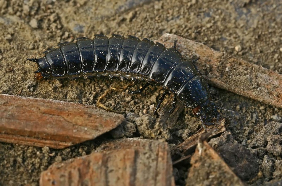 Личинка Carabidae