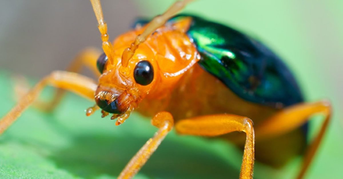 Жук бомбардир стреляет