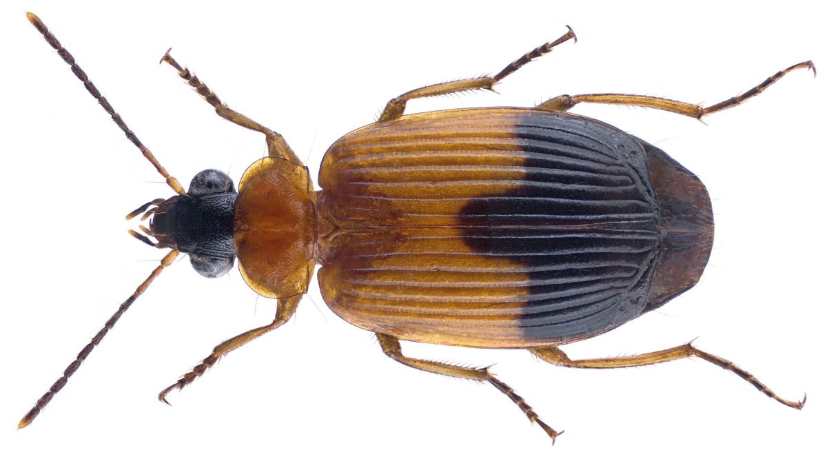 Жужелица на белом фоне