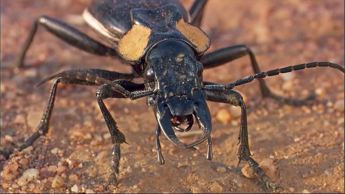 Жук-бомбардир пустыни