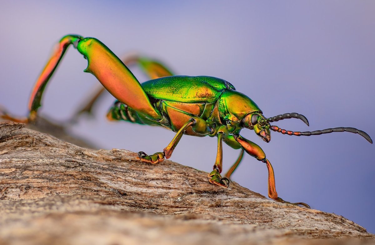 Транскрипция Beetle