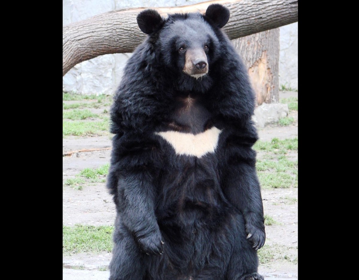 Медведь на черном фоне