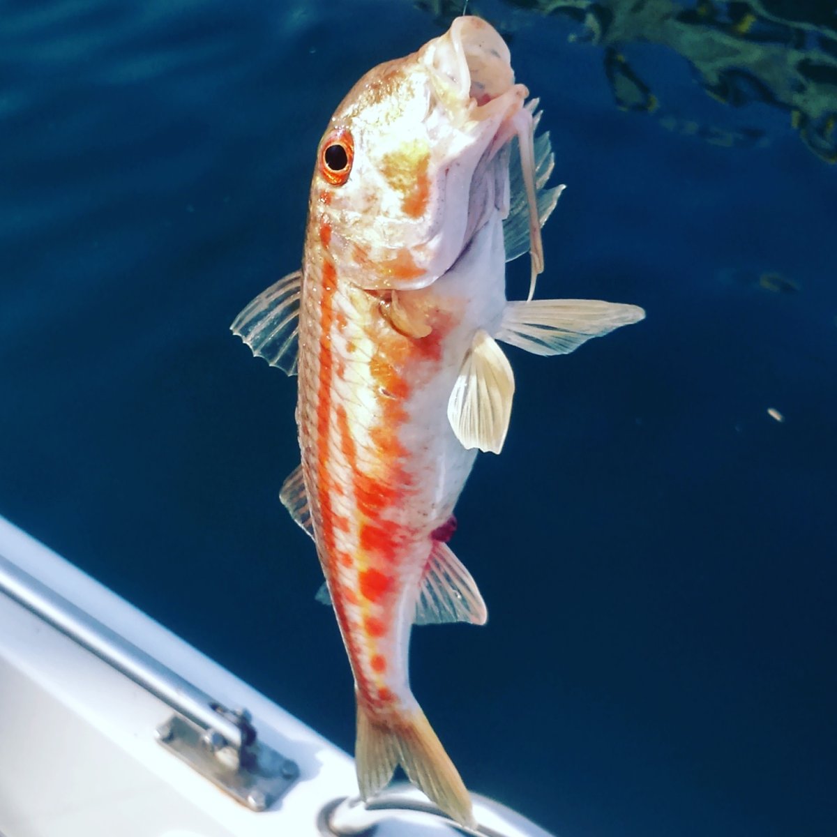 Кукушка Черноморская