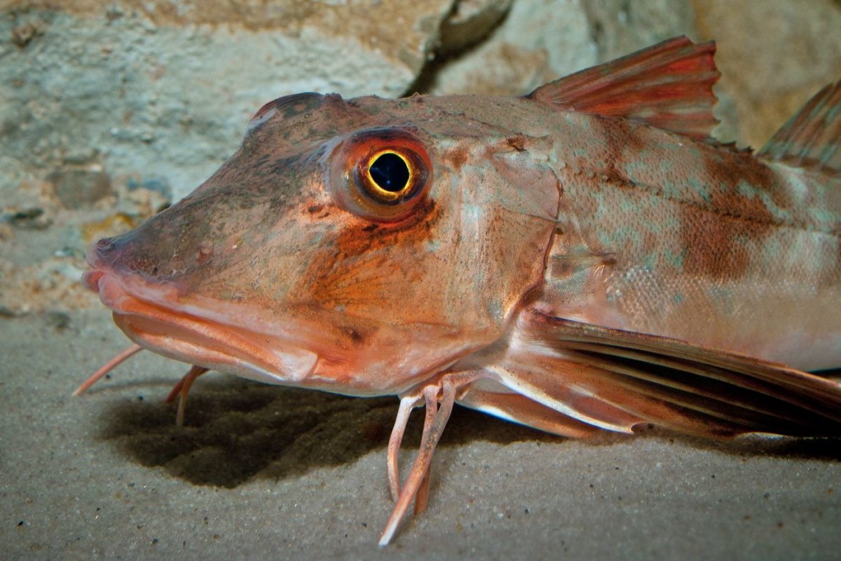 Рыба камбала