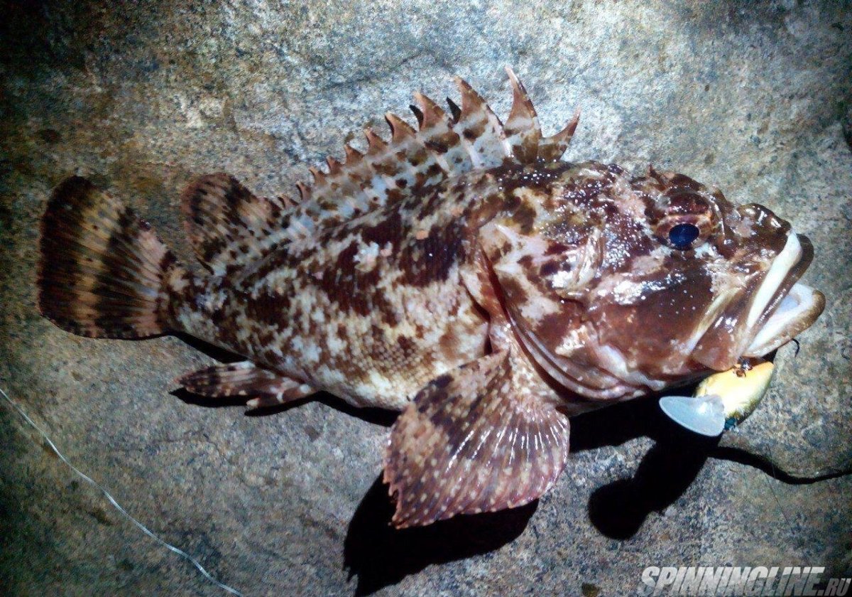 Опасные животные черного моря