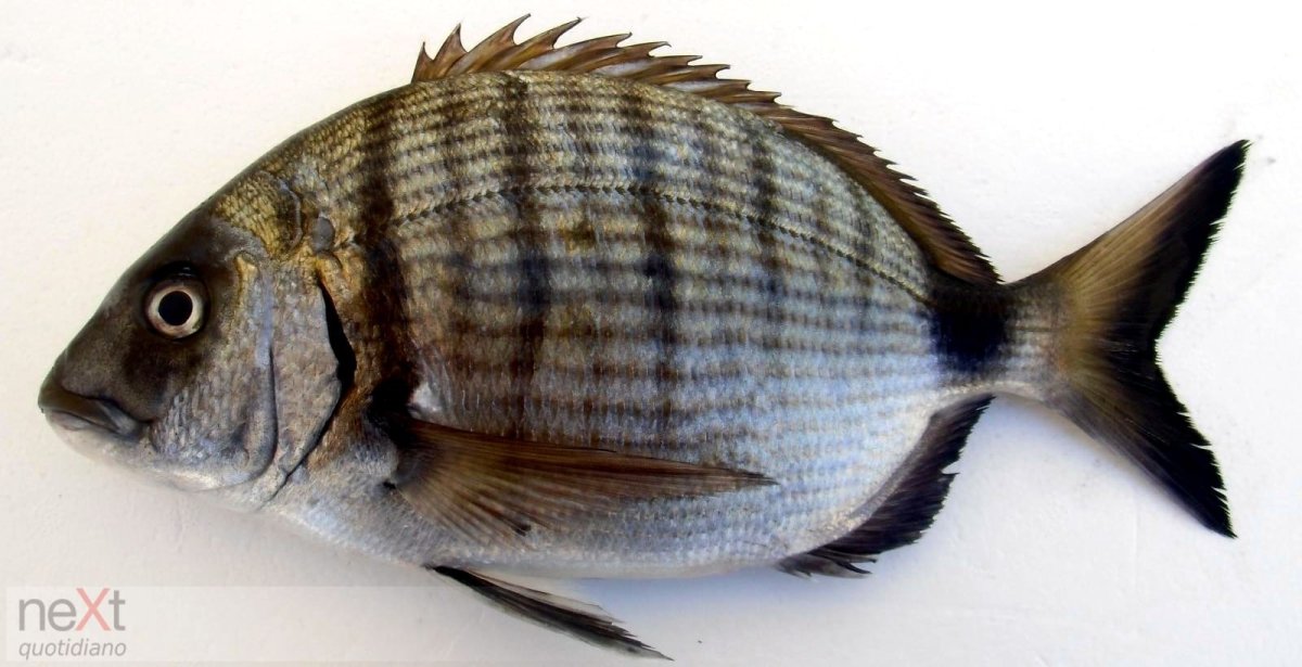 Черноморская рыба карагёз