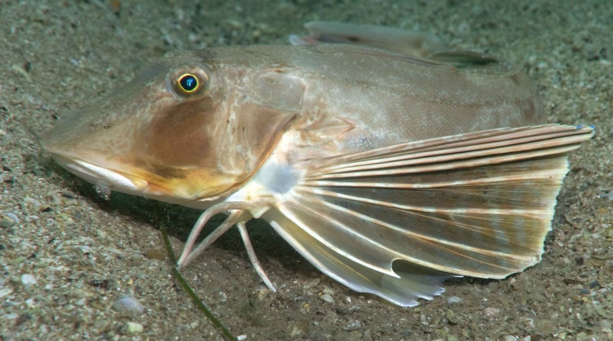 Морской Ерш скорпена