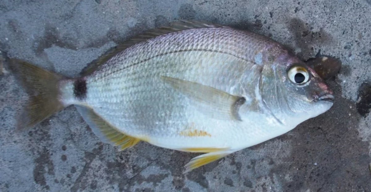 Рыбка в стиле стимпанк