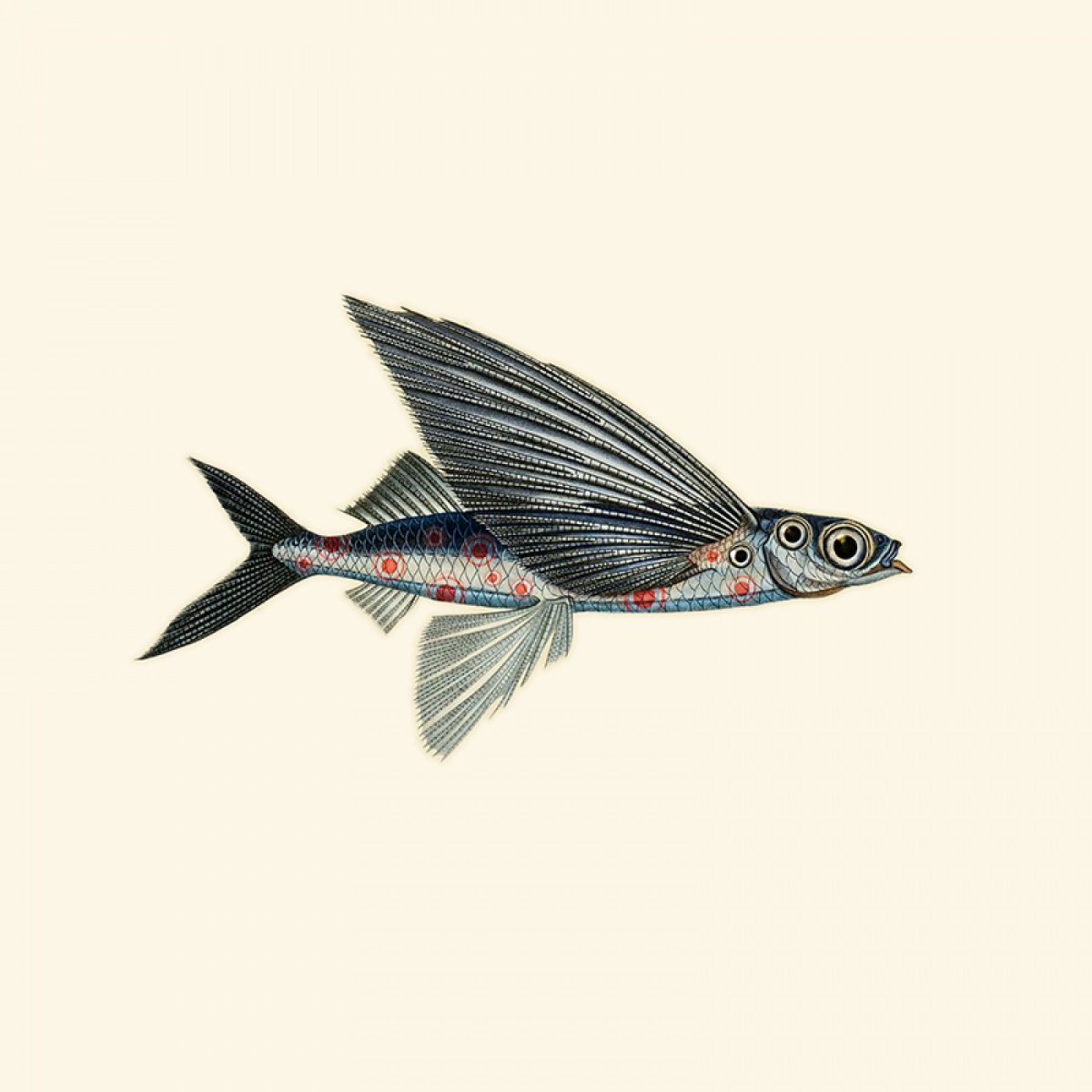 Черноморская рыба Звездочет