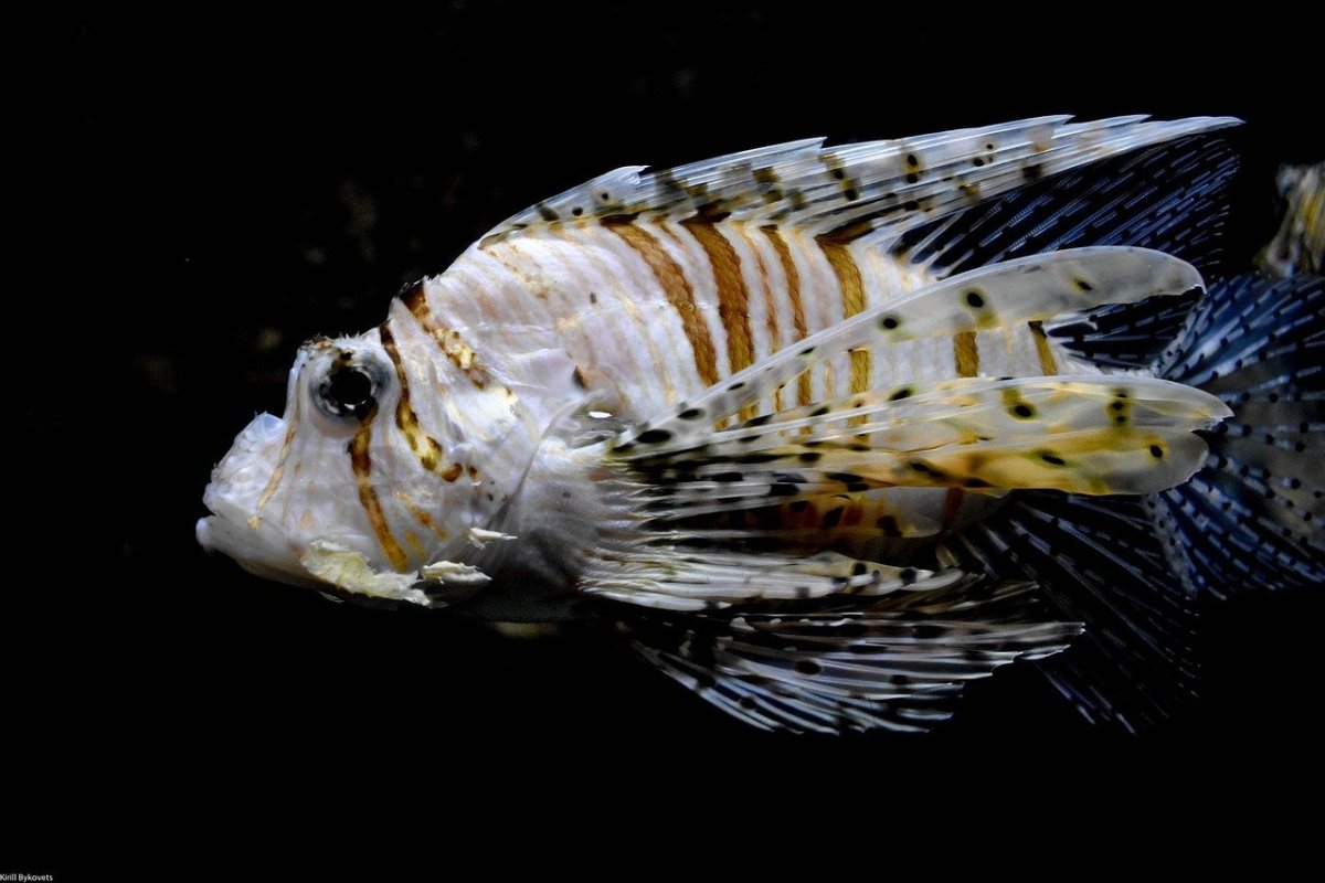 Морская собачка Черноморская зеленушка