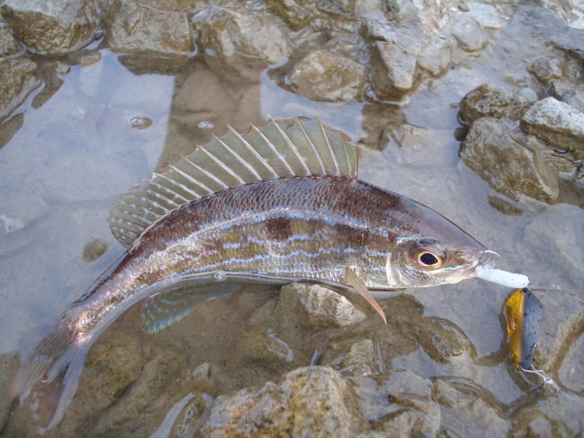 Рыба Кукушка в черном море