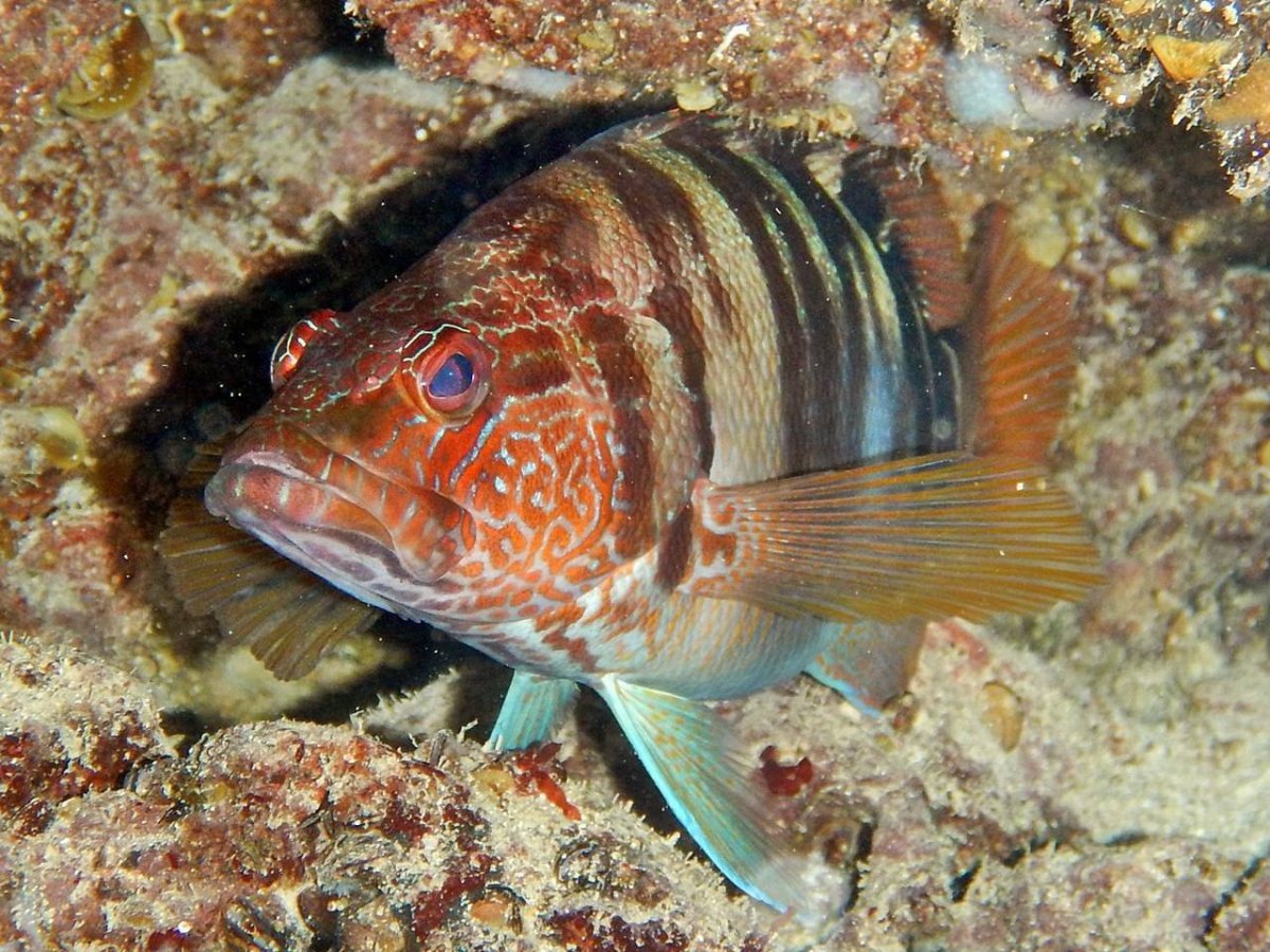 Рыба смарида в черном море