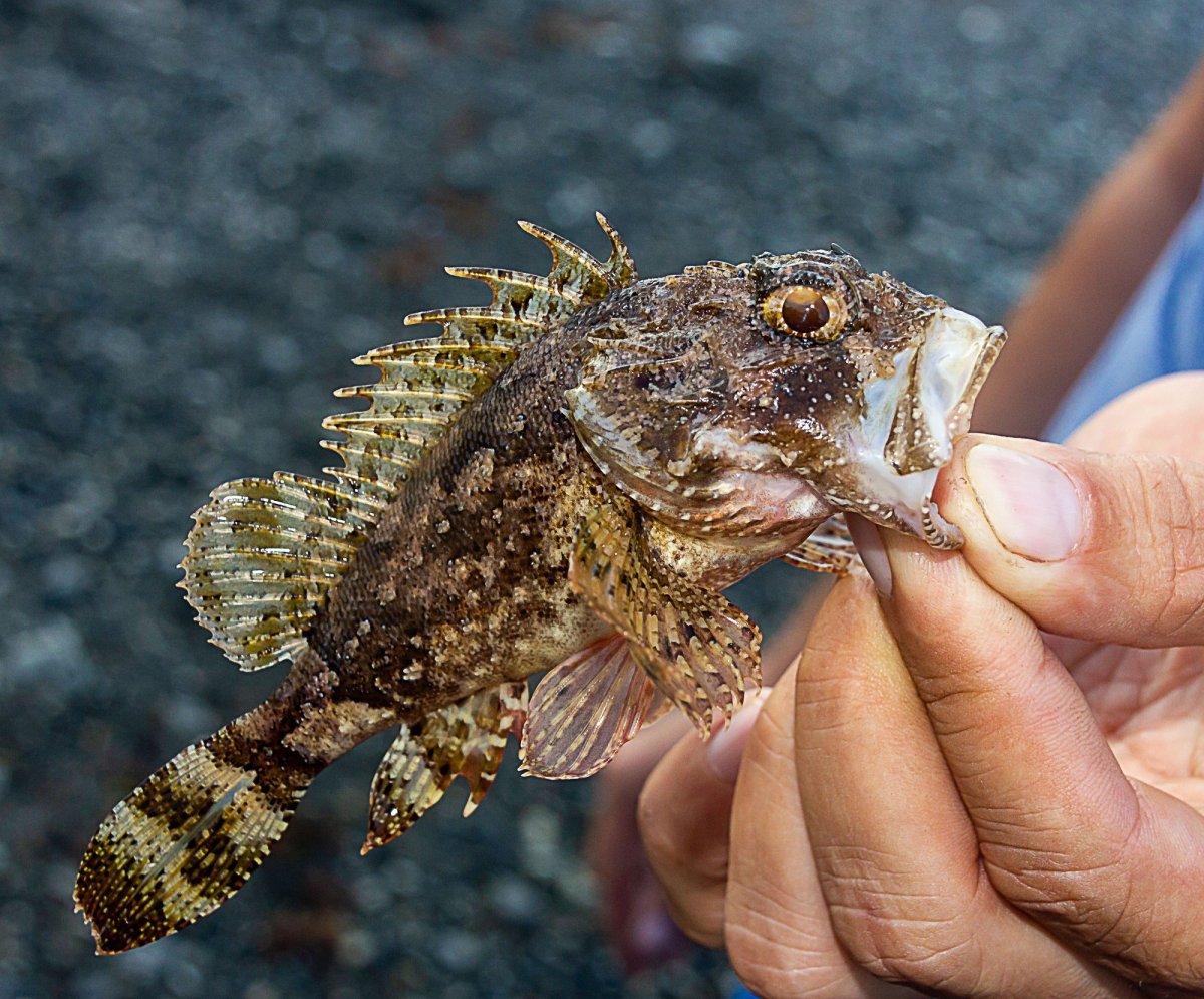 Бурый Скалозуб рыба