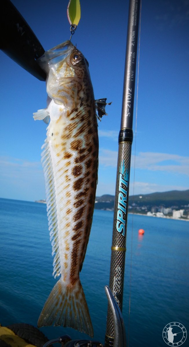 Барабуля султанка