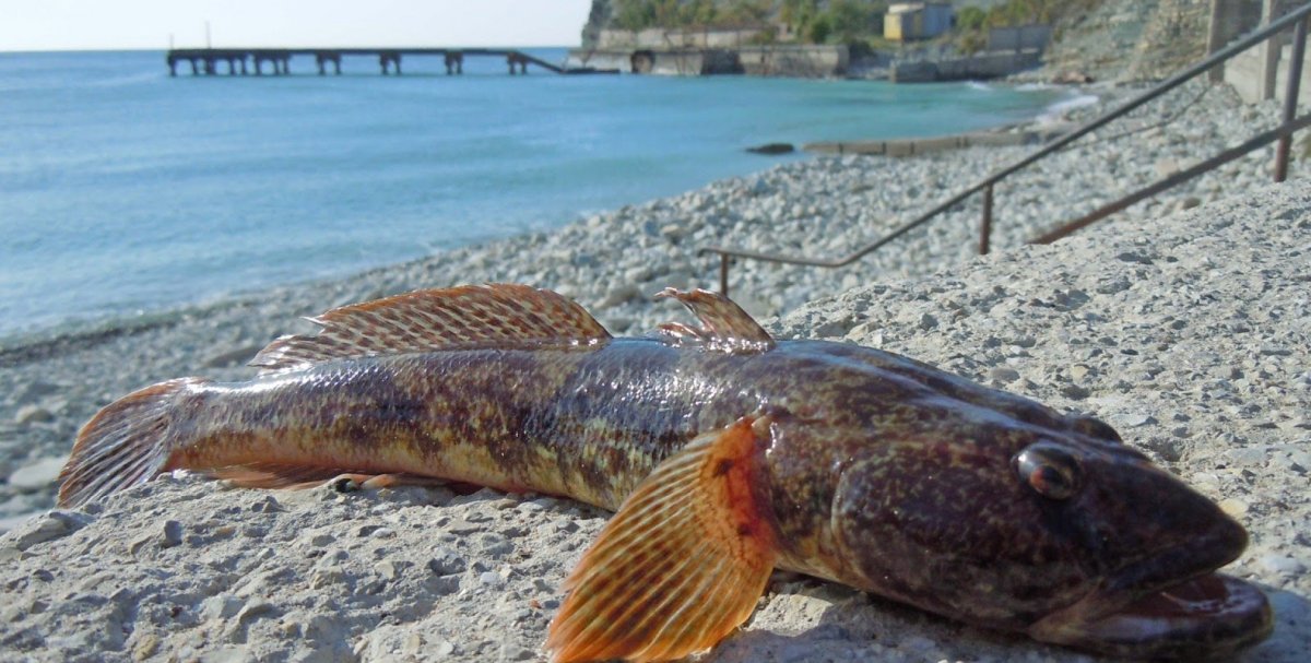 Синодонтис многопятнистый