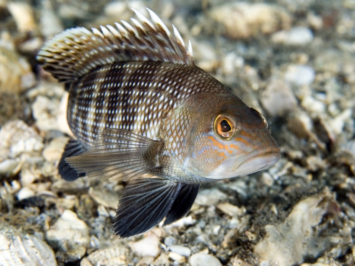 Рыба Кукушка Черноморская