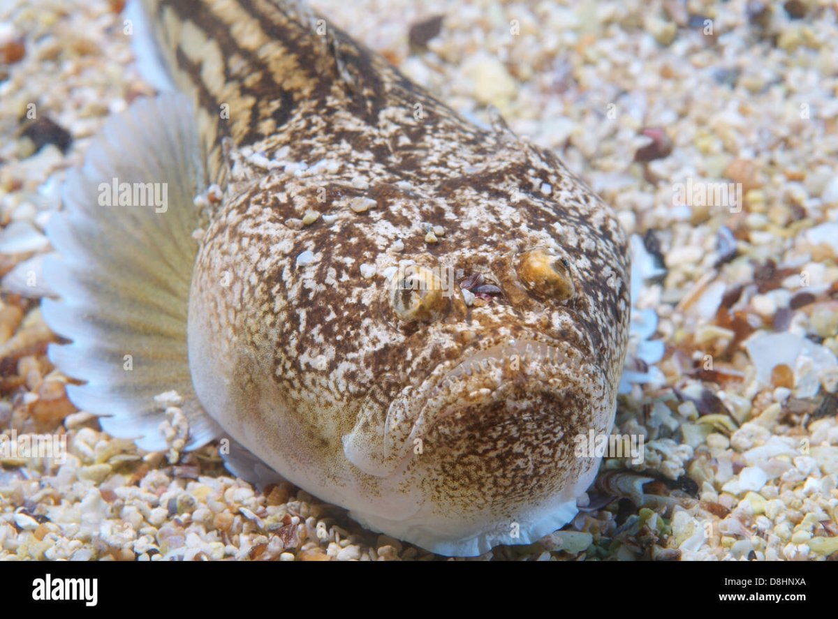 Смарида рыба Черноморская